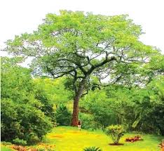 Image result for Brachystegia microphylla