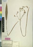 Image result for Burnatia enneandra