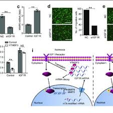 Bei dsds sieht sie eine möglichkeit, das zu zeigen und auch etwas dafür zurück zu bekommen. 3793 Pdfs Review Articles In Mrna Degradation
