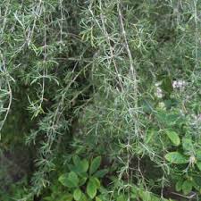 Image result for Lannea virgata