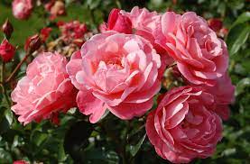 Wed jun 28, 2006 11. File Mein Schoner Garten Jpg Wikipedia