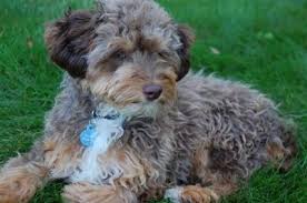Merle aussiedoodle and merle mini aussiedoodle puppies for sale. Mini Toy Aussiedoodle 8 Months Old Red Merle Aussiedoodle Aussie Doodle Puppy Puppy Mix