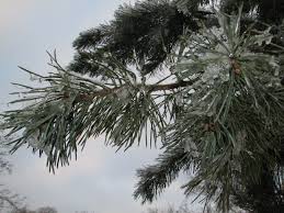 Plant evergreen trees while they do not grow as vigorously in winter as in other seasons, evergreens do not undergo the kind of dormancy that but, during the day, carbon dioxide is used by the photosynthesis. How Do Conifers Remain Evergreen During The Winter Focus On Conservation