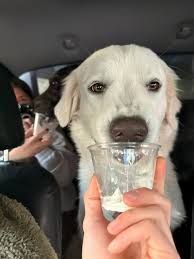 Lost & Found Pets Choctaw, Spencer, Nicoma Park, Jones, Harrah, Luther, OK