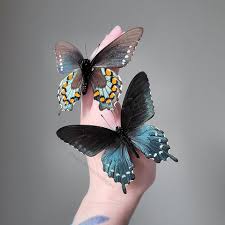 Image result for Actiniopteris dimorpha