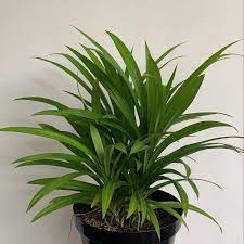 Maybe you would like to learn more about one of these? Pandan Wangi Pandanus Amaryllifolius Plantstory