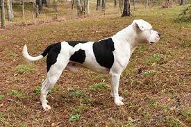 Their coat is short and generally smooth. American Bulldog Dog Breed Information American Kennel Club