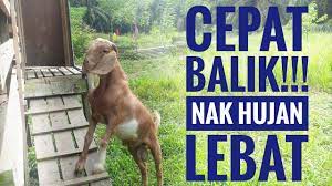 Merupakan daftar makanan yang aman dan memiliki kandungan gizi yang melimpah. Kambing 05 Cara Aku Panggil Kambing Masuk Kandang Youtube