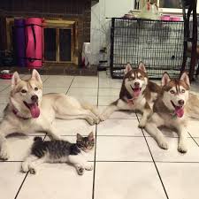 Sibirya Kurtlarinin Olumden Kurtardigi Kedi Onlarin En Iyi Kedi Husky Cok Sirin Hayvanlar