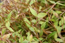 Image result for Oplismenus hirtellus