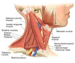 Contains cervical vertebrae and postural muscles. Pin On Fitness