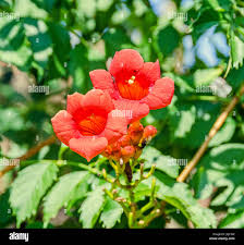 Image result for Vigna radicans