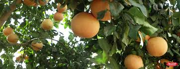 Quanta honra, em 2019 vamos nos ofender muito até la e feliz fedadas com o visage. Cheerakuzhy