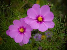 Cosmos Plants How To Grow Cosmos Flowers