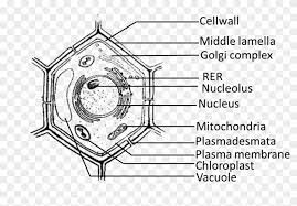 The term 'cell' was coined to describe the small walled units that were observed in the sections of bottle cork under simple microscope. Nso Science Olympiad Sof Class Questions Of Plant Cell Class 9 Hd Png Download 846x548 5765449 Pngfind