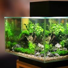 Aquarium pada umumnya digunakan sebagai wadah tempat tinggal hewan air seperti beberapa jenis ikan hias. 10 Rekomendasi Akuarium Mini Termurah Yang Mempercantik Ruangan Anda 2020