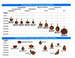 how to guide for planting bulbs