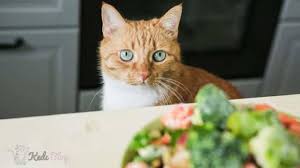 Kedilerin Kilo Almasina Yardimci Yuksek Kalorili En Iyi 5 Kedi Mamasi Kedi Blog