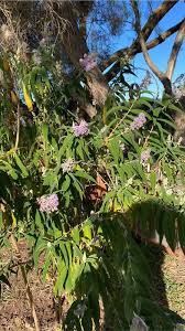 Image result for Buddleja salviifolia