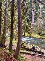 How To Go Hiking Near Portland At Old Salmon River Slight North Hikes Near Portland Mount Hood National Forest Beautiful Hikes