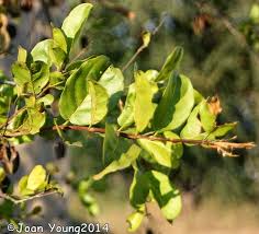 Image result for Combretum collinum