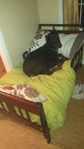 Pin By Karlie Schindler On Crafts Dog Bed Large Diy Dog Bed Dog Bed