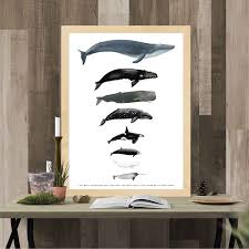 Whale Size Chart Montessori Materials Homeschool Posters