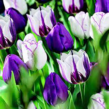 But daffodils aren't the only spring bulbs to herald an end to dark winter days and bring colour to the garden. Pin On T Flowers