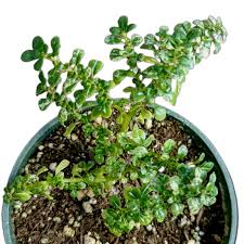 Image result for Pilea microphylla