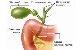 We did not find results for: Diet Selepas Penyingkiran Pundi Hempedu Pada Hari Pertama Selepas Pembedahan Dalam Seminggu 1 Dan 3 Bulan
