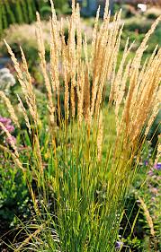 It's found in almost every state and is the best choice for transitional zones. Prettiest Ornamental Grasses To Plant In Your Landscape Better Homes Gardens