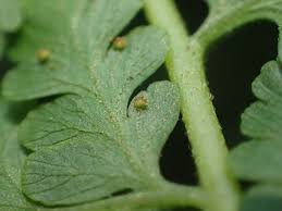 Image result for Microlepia speluncae