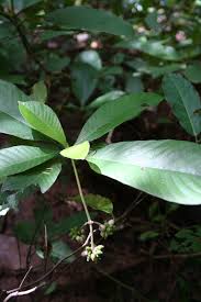 Image result for Psychotria djumaensis