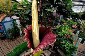 Corpse Flower Putrid Smelling Giant Flower Blooms In Michigan Corpse Flower Giant Flowers Flowers
