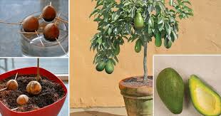 Often i've heard how amazed people are that i've had so much success growing avocado plants from seeds. Goodshomedesign
