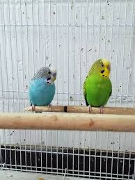 Food eggs gifts pets pet items strollers toys vehicles. Budgies Budgies Different Birds Pet Store