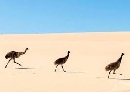 Book the most popular national parks in port lincoln. Lincoln National Park Highlights And Camping Areas