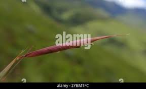 Image result for Monocymbium