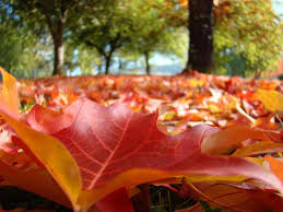 We'd see the beautiful colors of the leaves as they changed their dress in anticipation of falling to the ground, and we'd feel the cool, crisp fall air against our skin. Falling Under Autumn S Magic Spell In Suzi S Words
