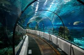 If You Love Seeing Aquatic Animals In A Beautiful View Aquariums Are A Nice Place To Visit Tt Barcelona Travel Underwater City Places To Visit
