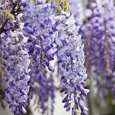 Home Depot Is Selling Wisteria For Just 23 Chinese Wisteria Wisteria Plant Wisteria Tree