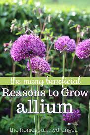 How To Grow Allium In Your Garden The Homespun Hydrangea Outdoor Flowers Grow Gorgeous Allium