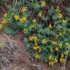 Image result for Gnidia chapmanii