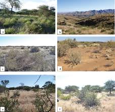 Image result for Rhigozum brevispinosum