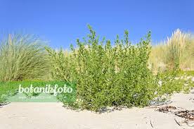 Image result for Salsola kali