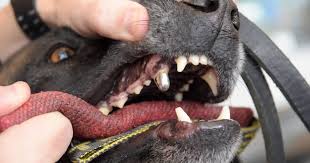 Maybe you would like to learn more about one of these? Dentist Teaches Cops Basics Of Oral Care For Police Dogs