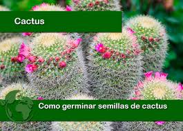 Un germinado que se usa con fines medicinales, se llama hierba de trigo o wheatgrass. Como Germinar Semillas De Cactus Todoparatuhuerta Com