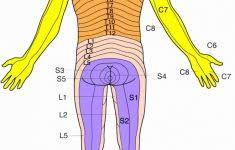 dermatomes map 89 images in collection page 3 printable