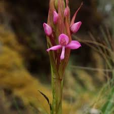 Image result for Disa stairsii
