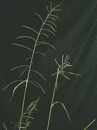 Image result for Dinebra